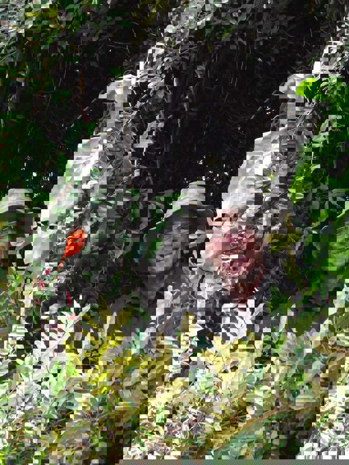 What I love about Centennial Park