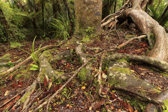 Kirks Bush track upgrades to prevent kauri dieback spread (1)