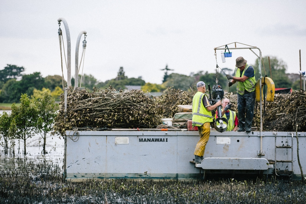 Mangrove mission a magnificent obsession2