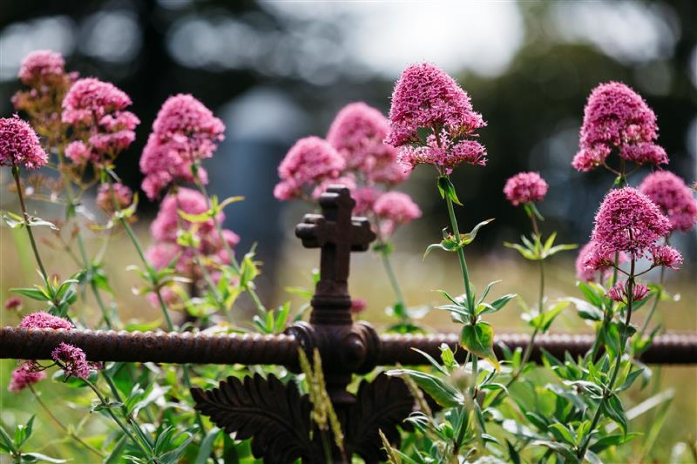 Flowers growing near grave fence. 