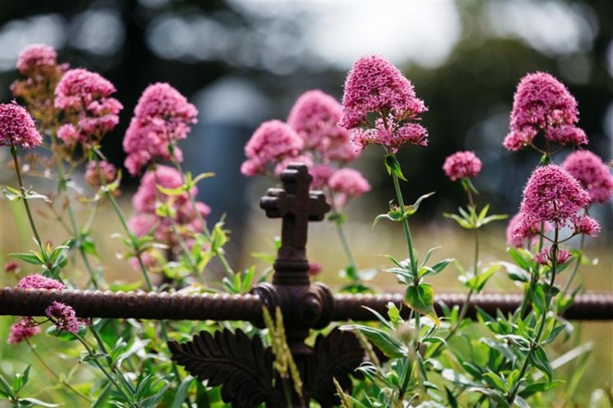 Waikumete Cemetry