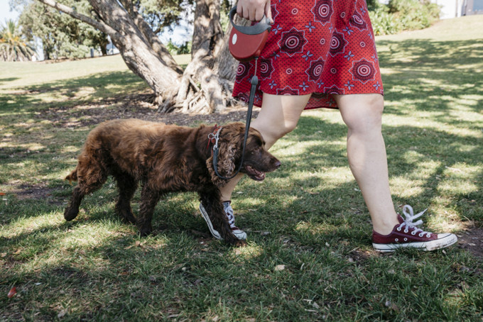 Owner walking their dog