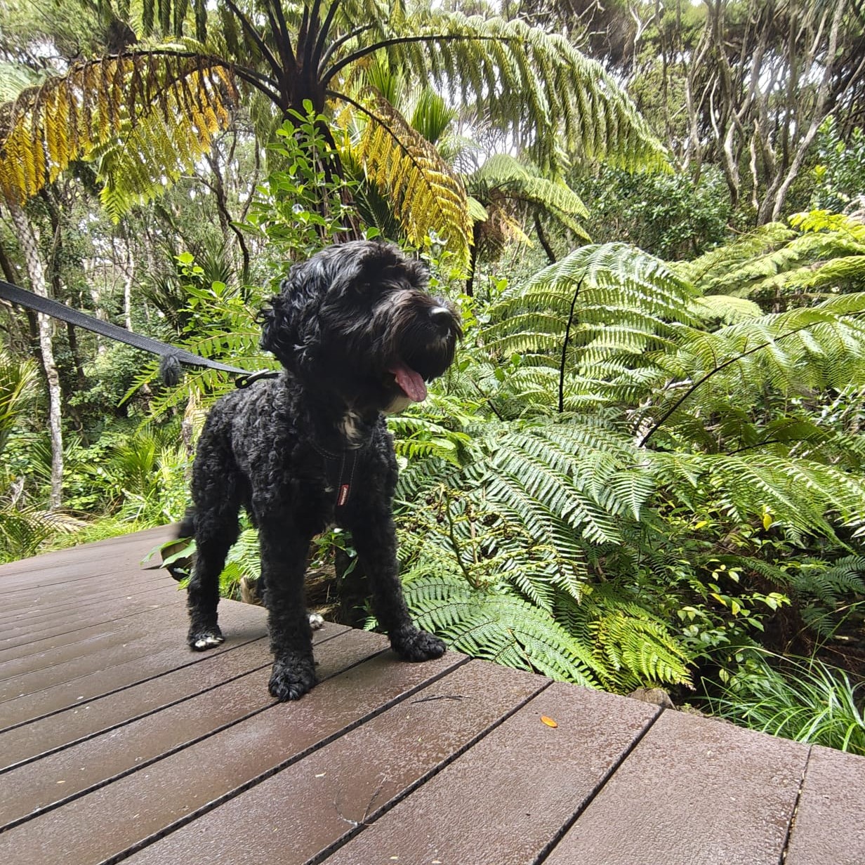 A dog on a leash in the bush. 