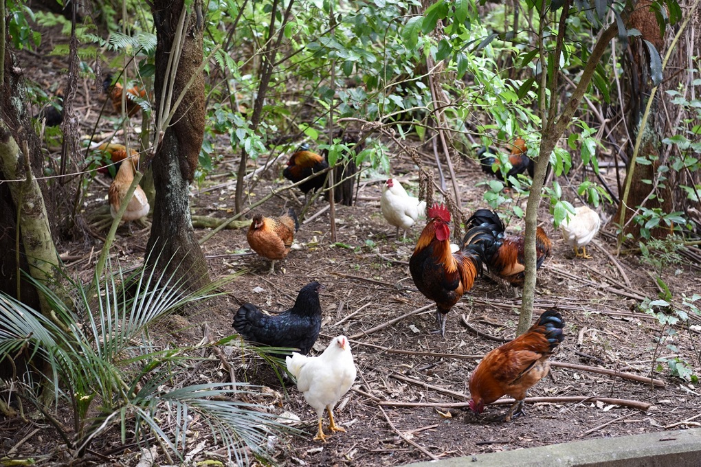 Chicken re-homing operations underway