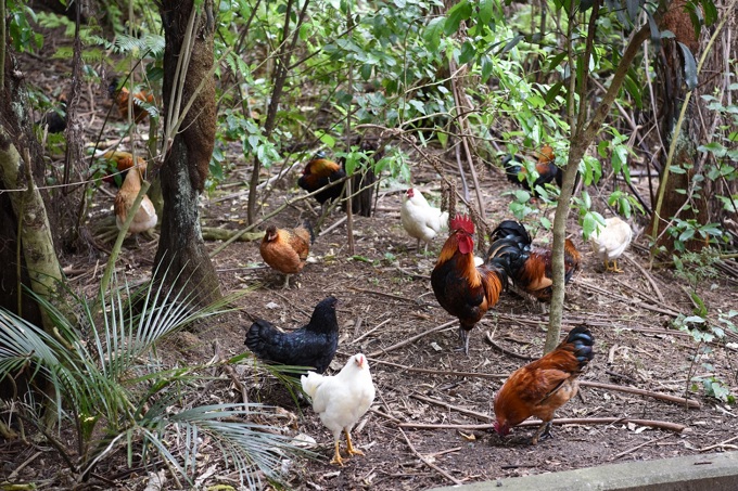 Chicken re-homing operations underway