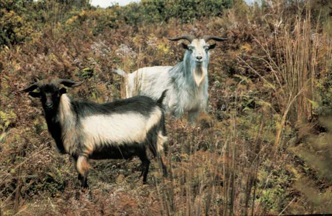 Feral goat