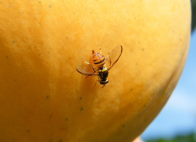 Oriental fruit fly on a fruit.