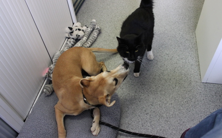 Thai (ADOPTED) tile image