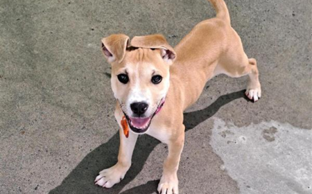 Thai (ADOPTED) tile image