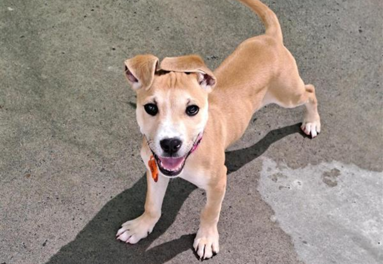 Dog Tile Image Thai 1 770X530