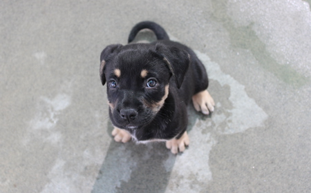 Romney (ON HOLD) tile image