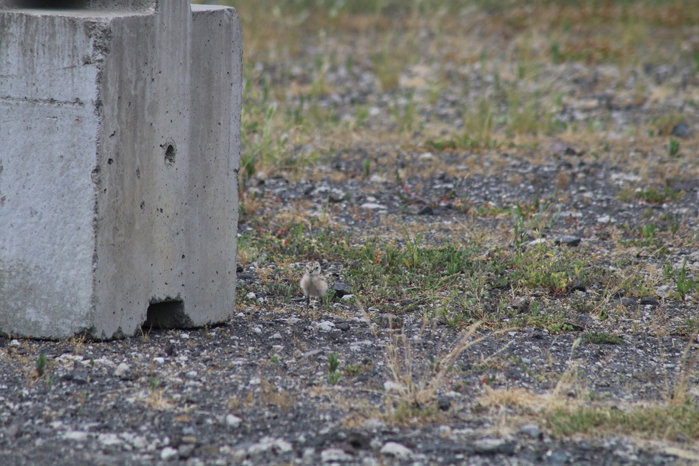 Urban dotterels