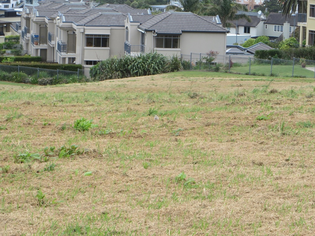 Urban dotterels 4