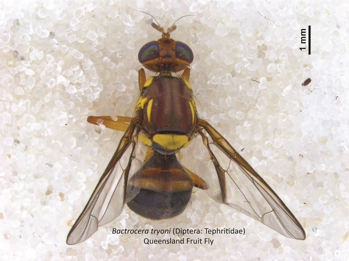 Managing green waste at Devonport Recycling Centre