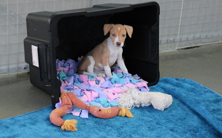 Boogie (ON HOLD) tile image