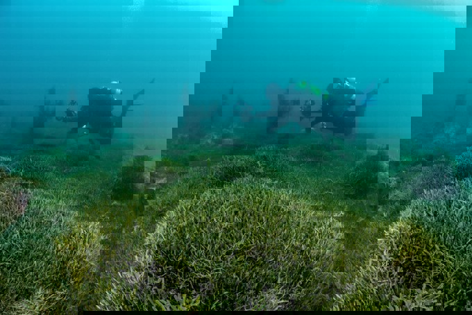 Diver Photographing Caulerpa Seaweed. (Photo Credit NIWA)