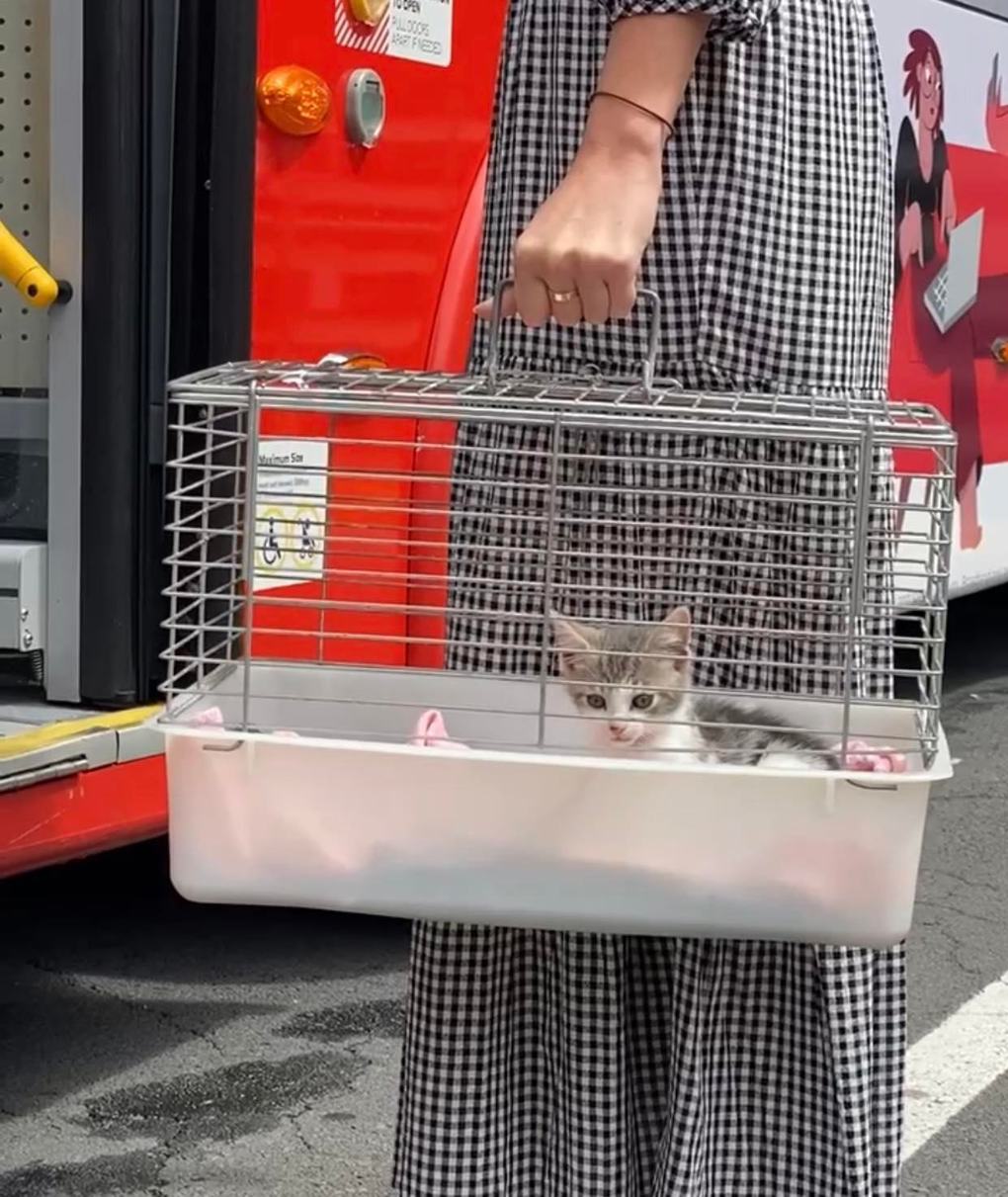Petsboarding