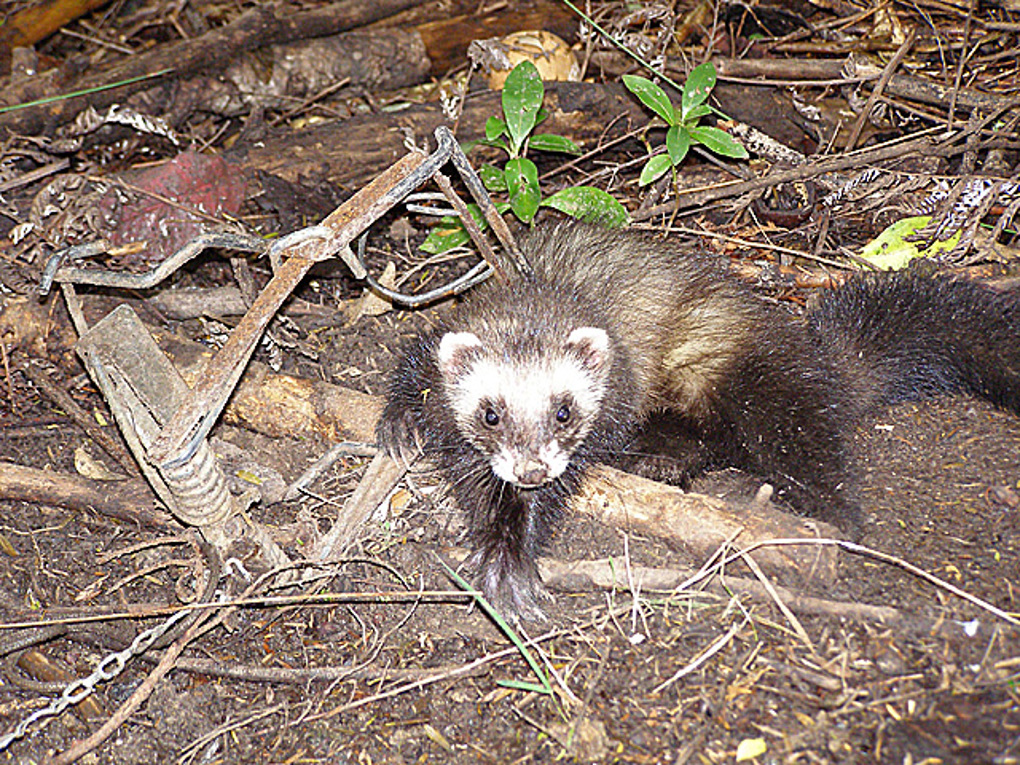 Pest management strategy being reviewed