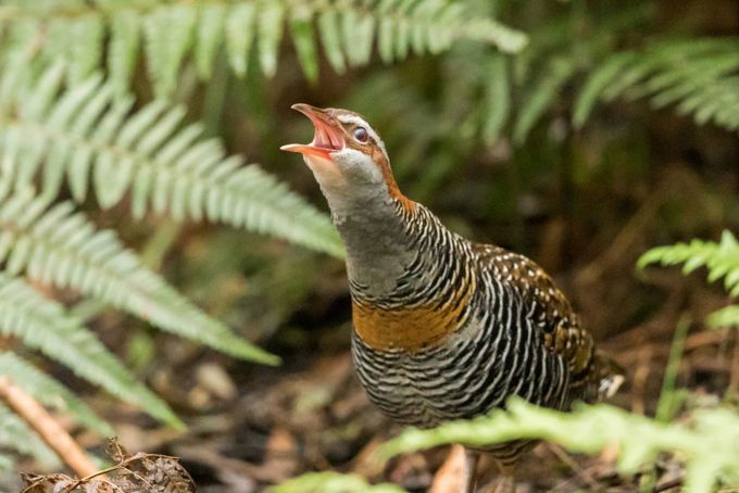Pest control moves to the next level in Upper Harbour