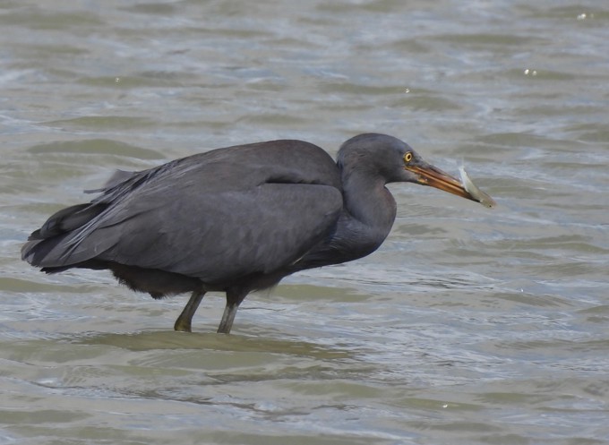 Reef Heron feeding on fish