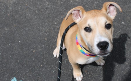 Thai (ADOPTED) tile image