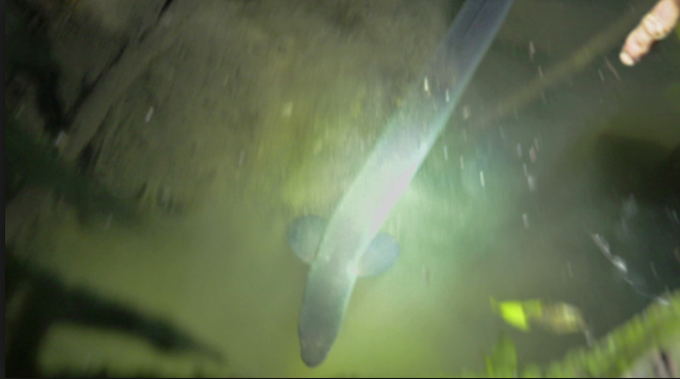 Ecology Workshop will spotlight Waiparuru Stream