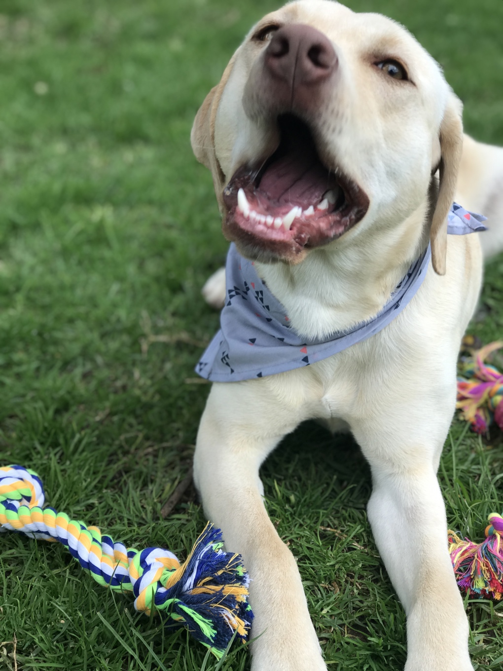 From stray to supermodel (3)