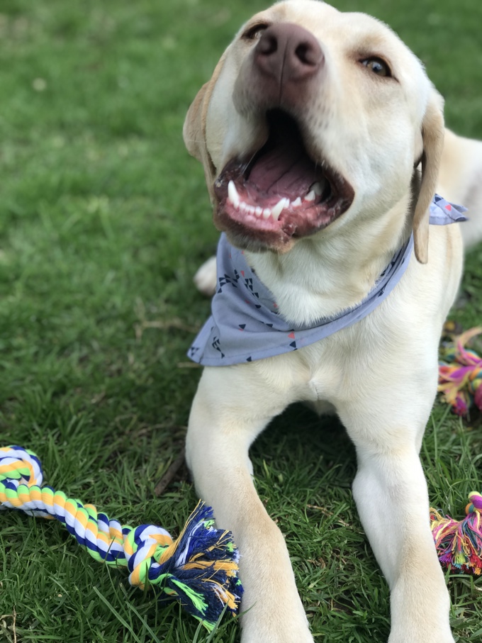 From stray to supermodel (3)