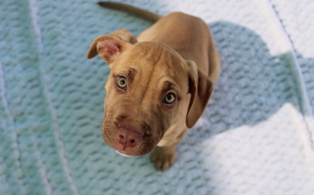 Yarrow (ON HOLD) tile image