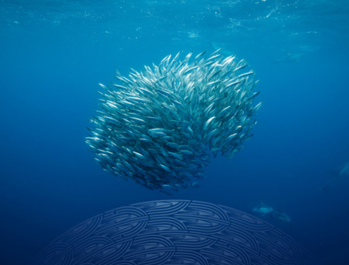 Our Auckland Nga Huhua_2uyprfkm.png