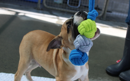 Racka (ADOPTED) tile image