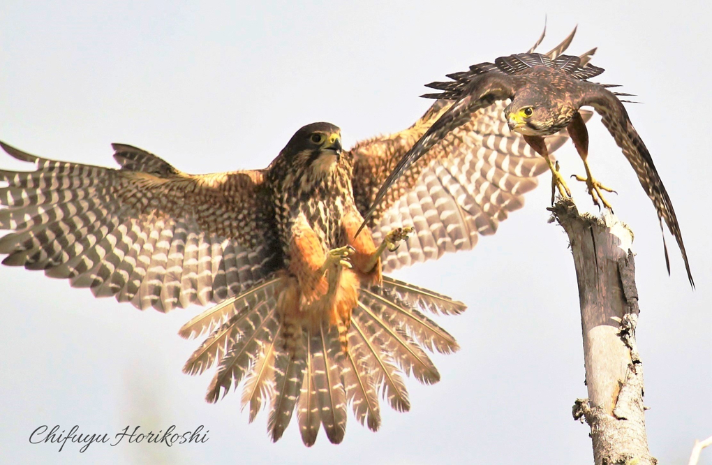 Hunua falcon