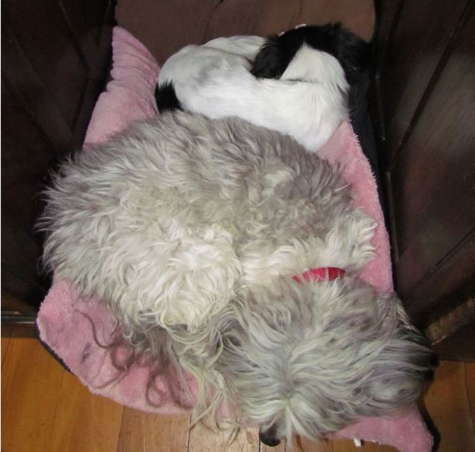 3. When Pat met Suzie - Suzie and Pat curled up.jpg (1)