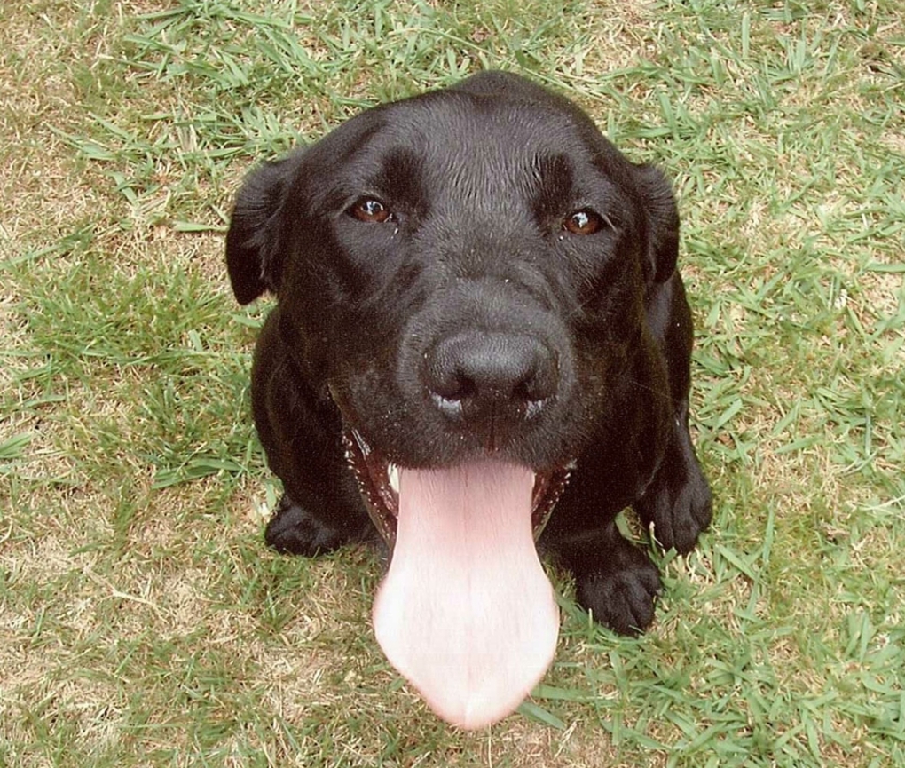 Dog