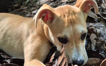 Thai (ADOPTED) tile image