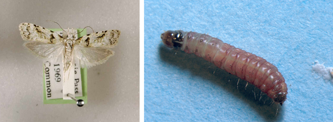 Guava moth and larva