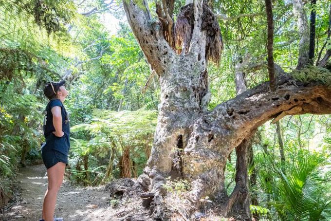 Resiliency top priority for Aotea / Great Barrier Island