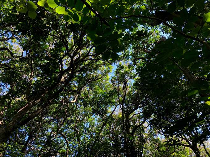 Sylvan park Canopy lower res_mxcsvito.jpg