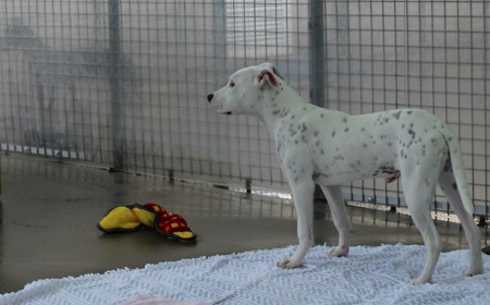 Corriedale tile image