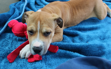 Suffolk (ON HOLD) tile image