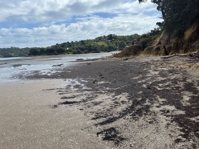 Slimy algae on a Waiheke Island beach