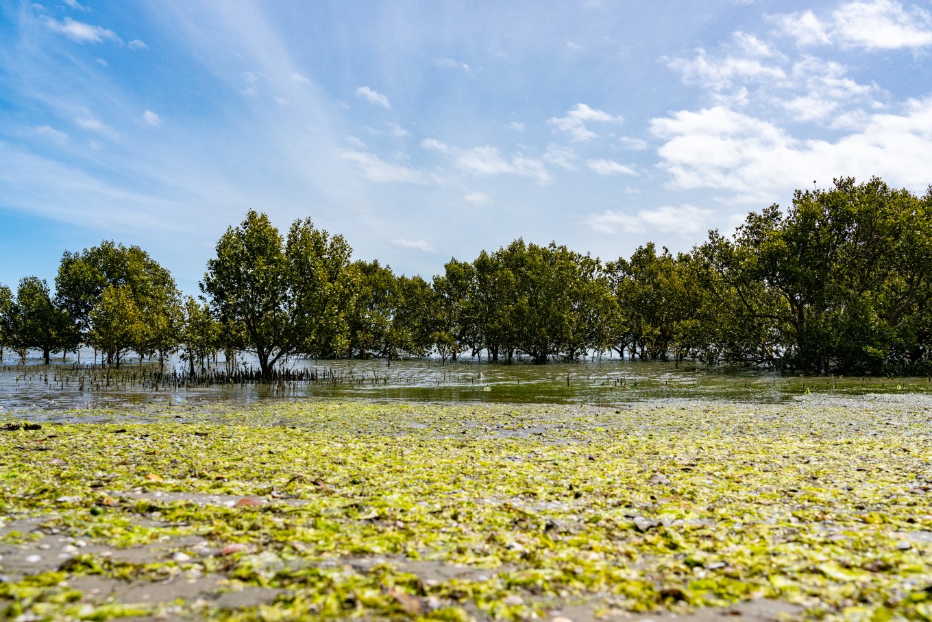 Kaipara wetlands.