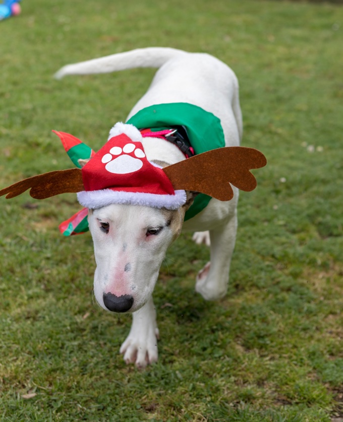 Animal management image Megan.JPG