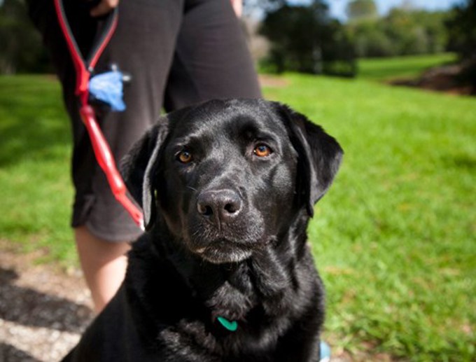 Policy on dogs update