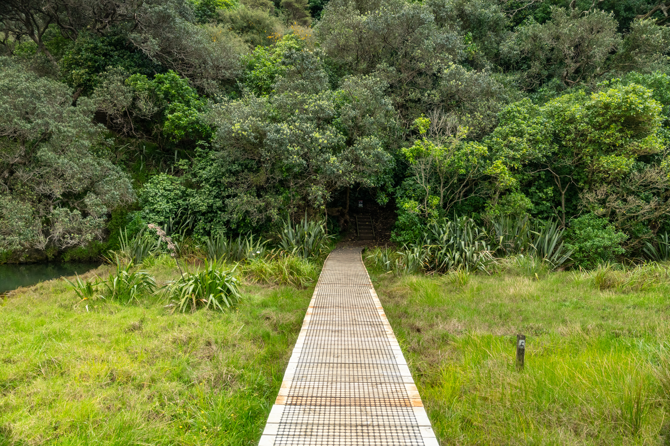 A boardwalk going from a field to a forest area. 