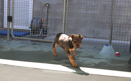 Sir Tristram tile image