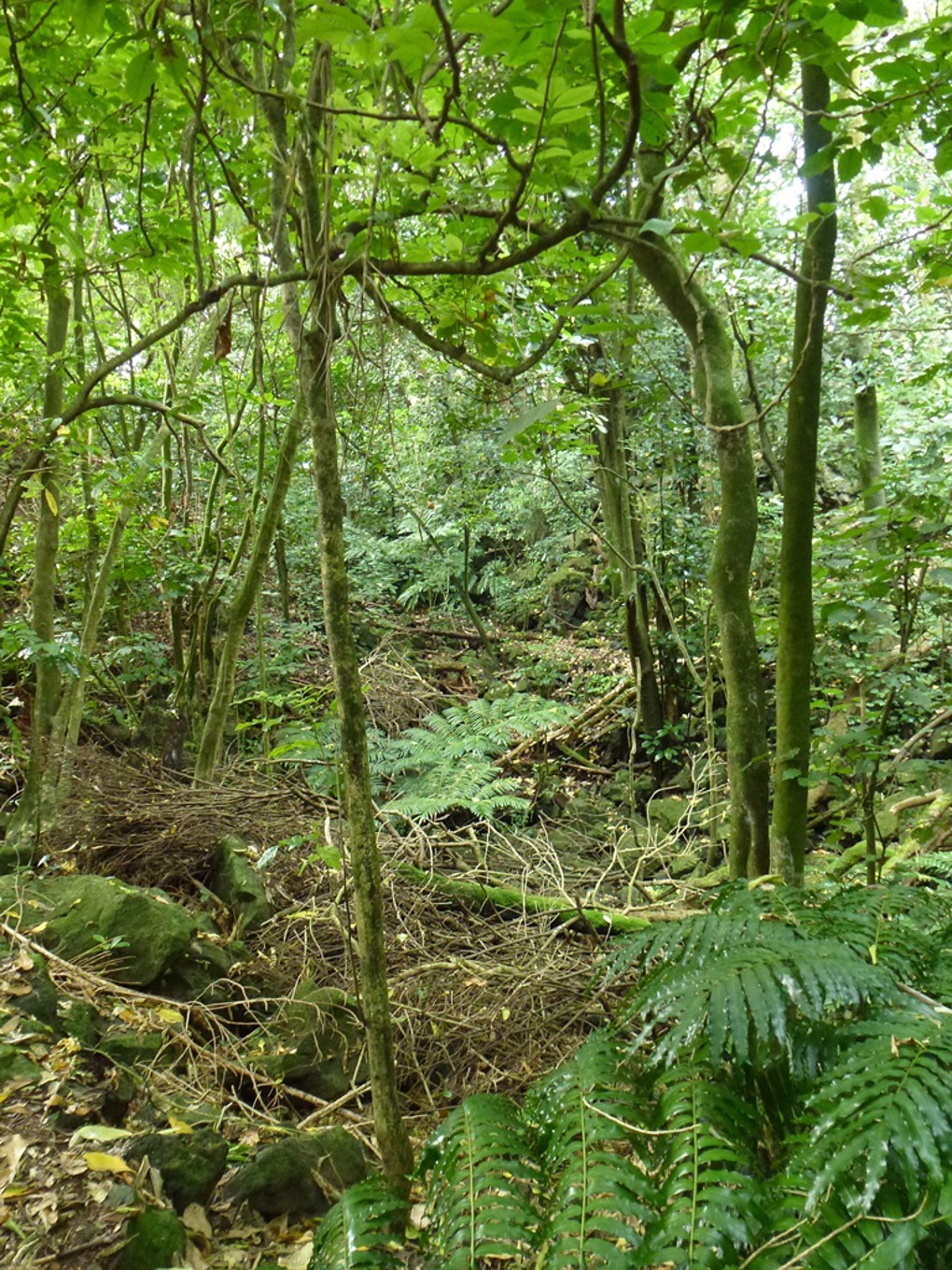 Restoring one of the world’s rarest ecologies 4