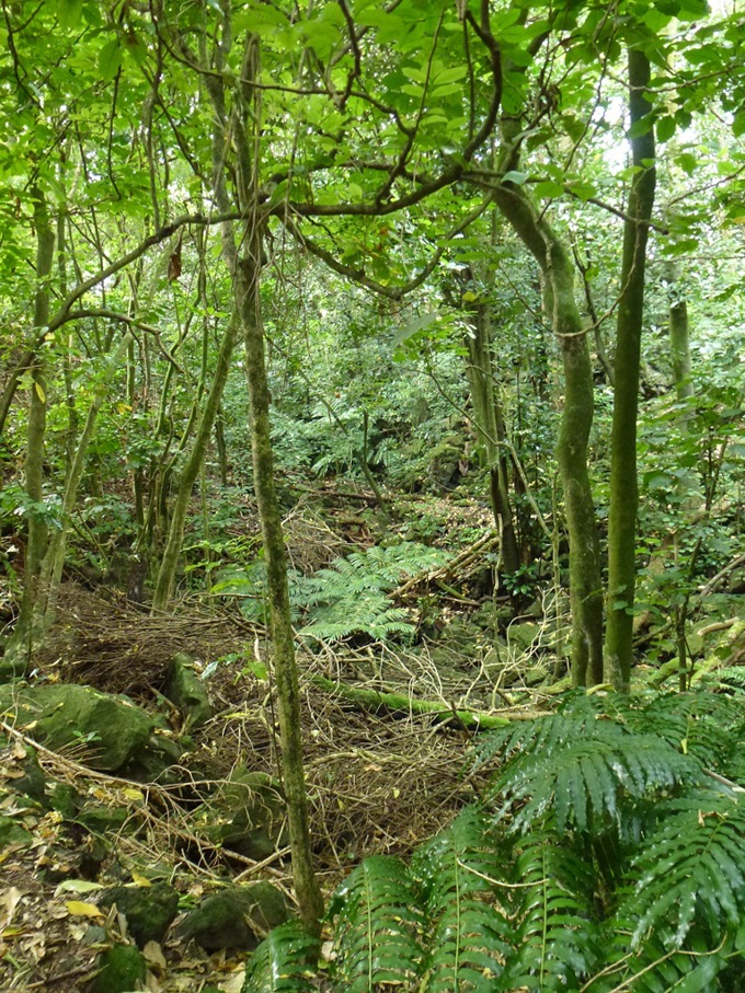 Restoring one of the world’s rarest ecologies 4