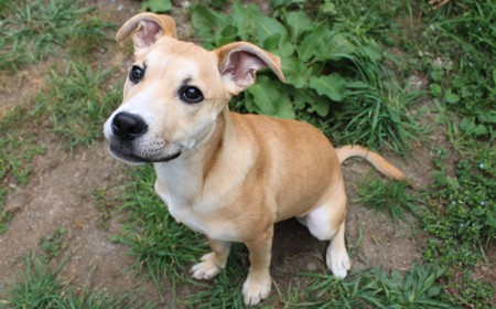 Thai (ADOPTED) tile image