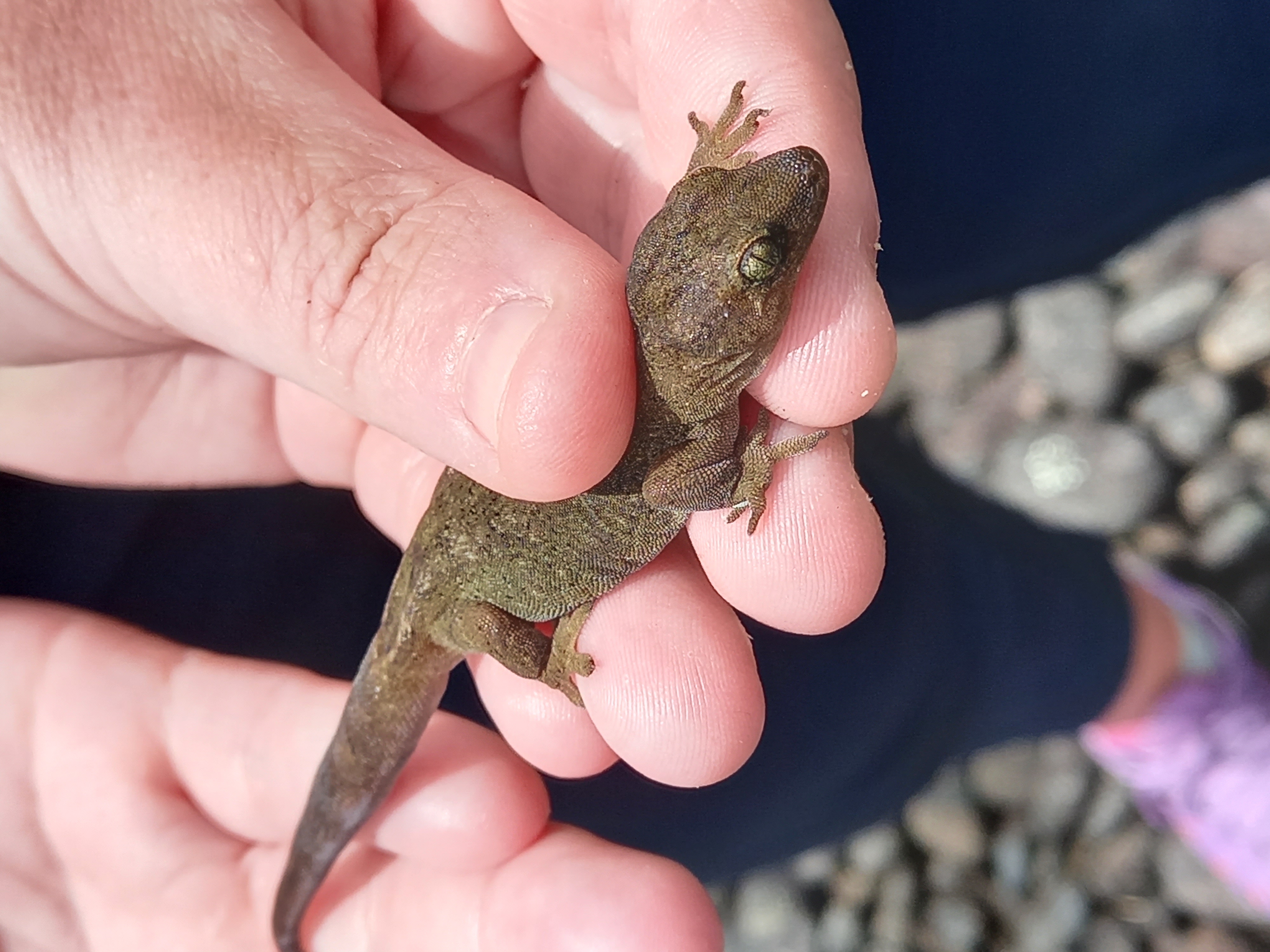 Native Raukawa gecko